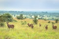 Waterbuck Kobus ellipsiprymnus grazing on aÃâÃâÃÂ  green arid bush veld plain, Uganda